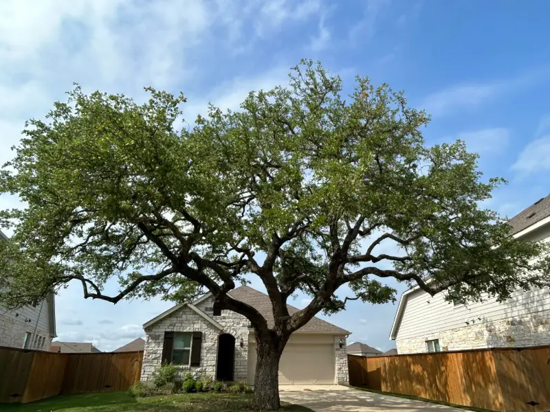 Tree Company in Hutto, TX