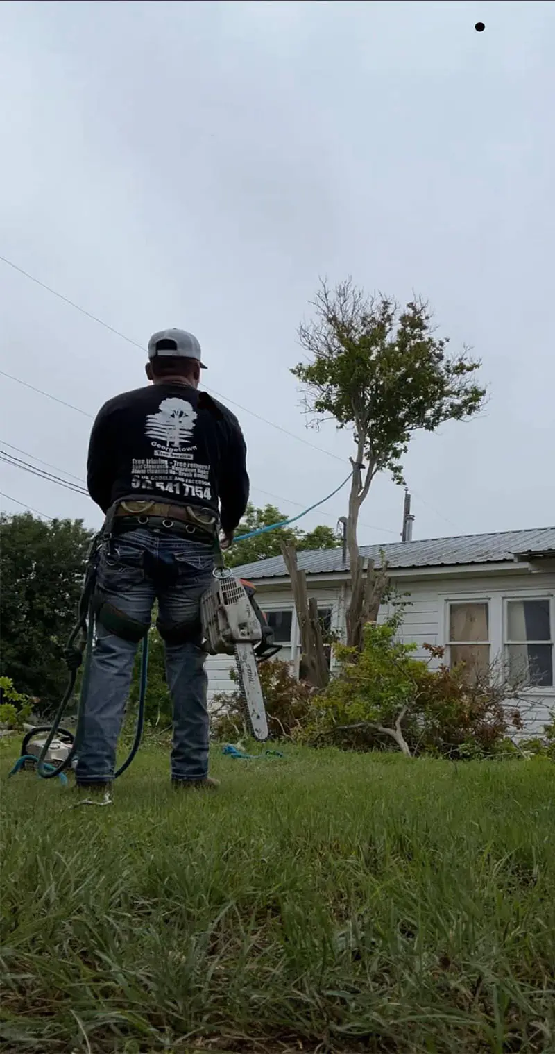 Professional Tree Contractor